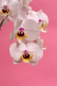 orchids