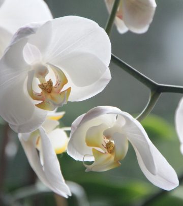 orchids