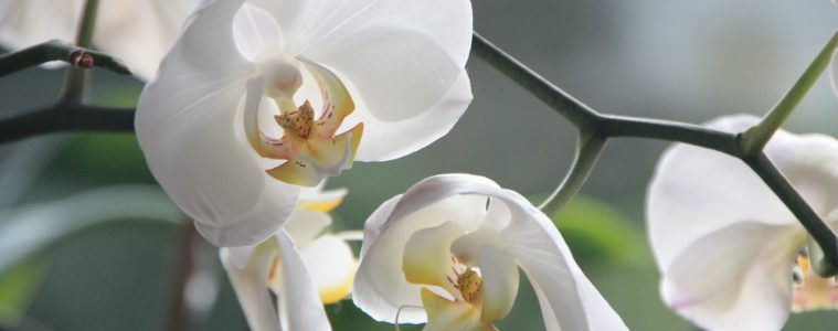 orchids