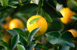 lemons growing on a tree