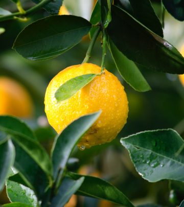 lemons growing on a tree