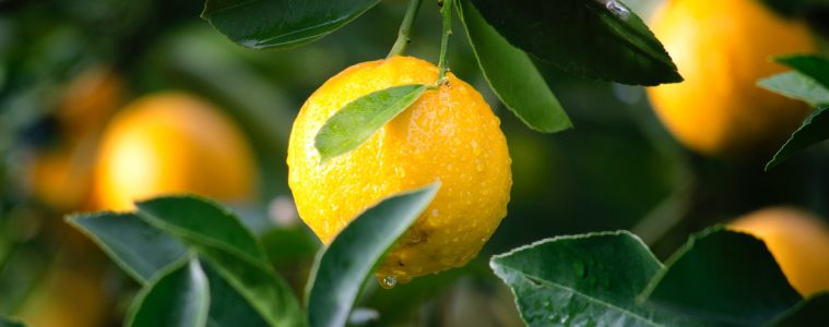 lemons growing on a tree