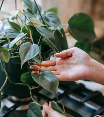 indoor plants