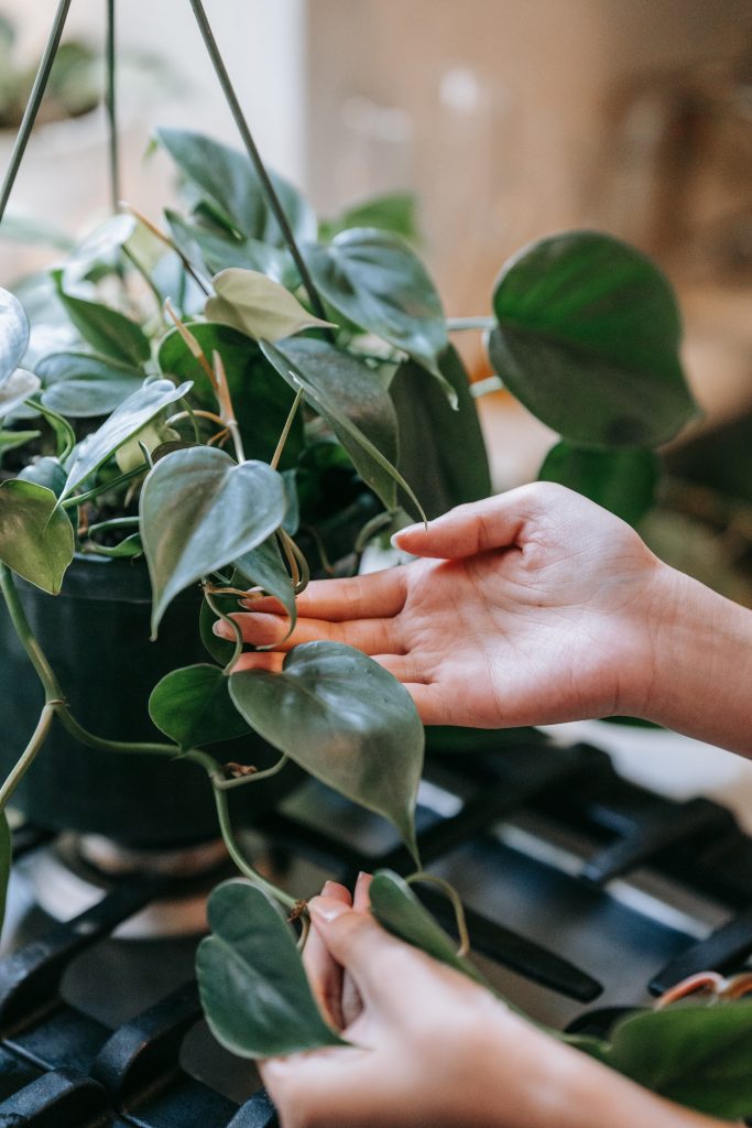 indoor garden