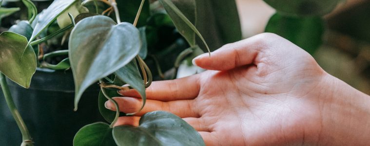 indoor plants