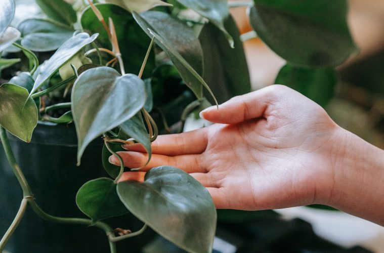 indoor plants