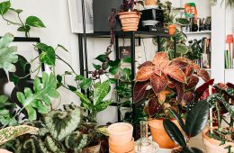 Maximalist indoor garden