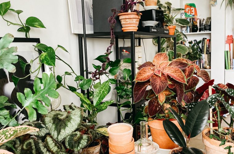 Maximalist indoor garden