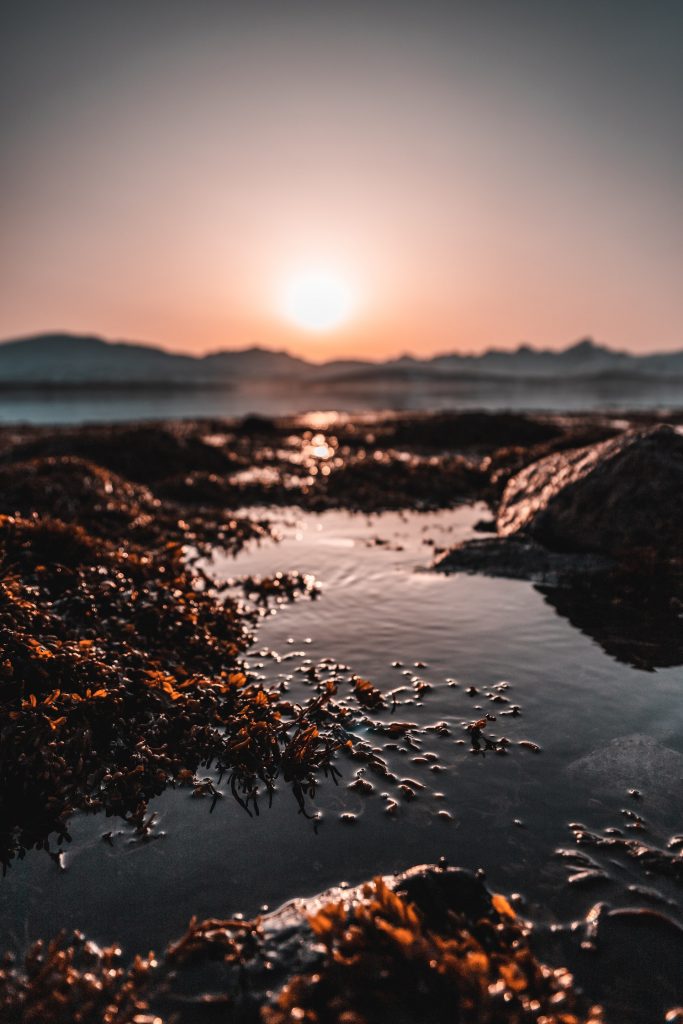 mulching with seaweed