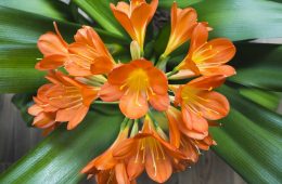 Clivias