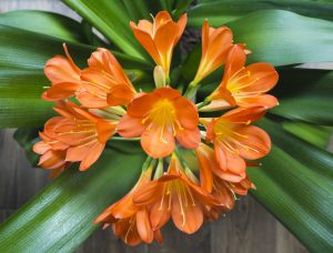 Clivias