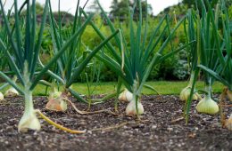 growing spring onion