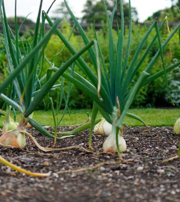 growing spring onion