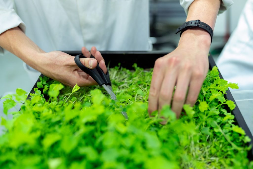 harvesting micro-greens