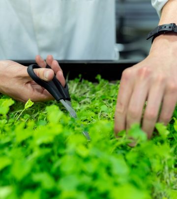 harvesting micro-greens