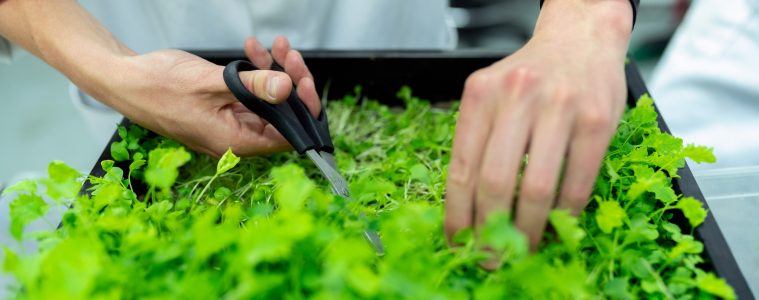 harvesting micro-greens