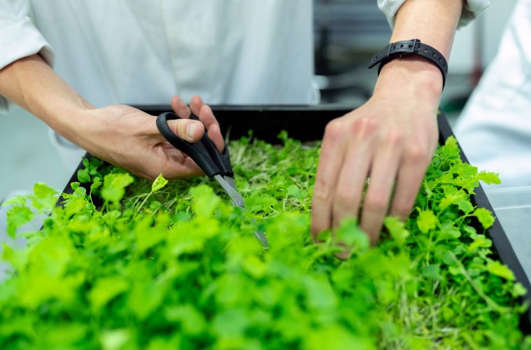 harvesting micro-greens