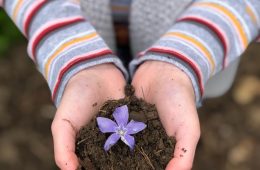 sandy soil