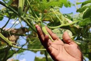 1 Backyard Foraging (1)
