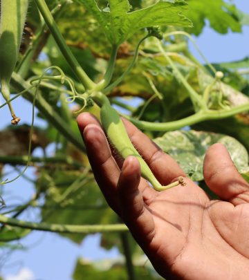 1 Backyard Foraging (1)