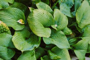 1 Hosta - Backyard Forage (1)