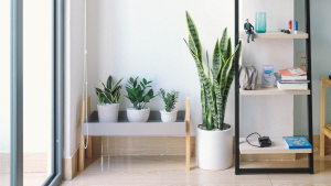5 best housewarming plants as gifts feature image