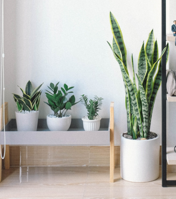 5 best housewarming plants as gifts feature image
