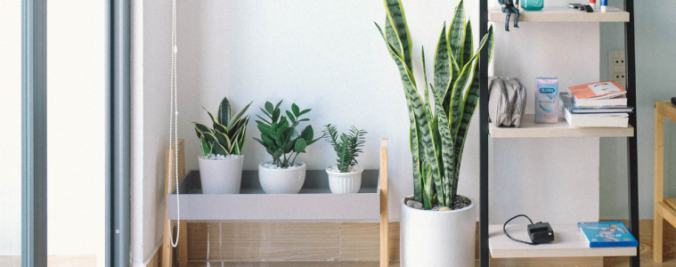 5 best housewarming plants as gifts feature image