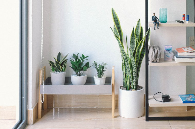 5 best housewarming plants as gifts feature image