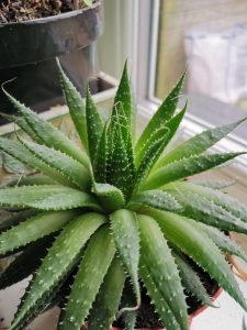 Aloe Vera (Aloe Barbadensis) 