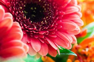 Gerbera Daisy or Barberton Daisy  (Gerbera Jamesonii)