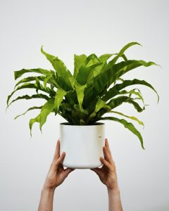 Bird’s nest fern