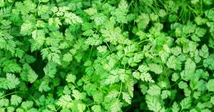 Chervil - Weird and wonderful herbs