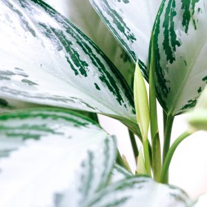 Chinese Evergreen (Aglaonema)Chinese Evergreen (Aglaonema)