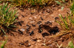 Does Epsom salts kill ants