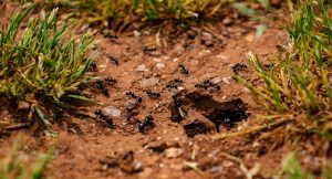 Does Epsom salts kill ants
