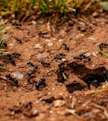 Does Epsom salts kill ants