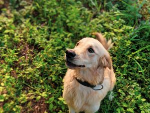 Dog in garden