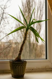 Dragon Tree (Dracaena Marginata)