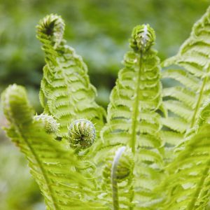 Ferns - Backyard Forage