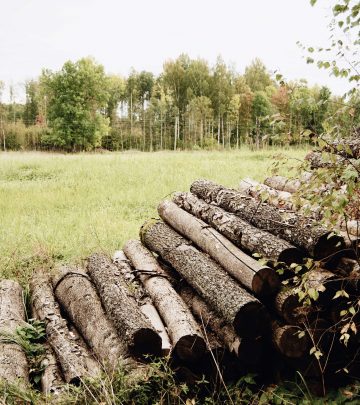 She is forestry SA celebrates women in forestry