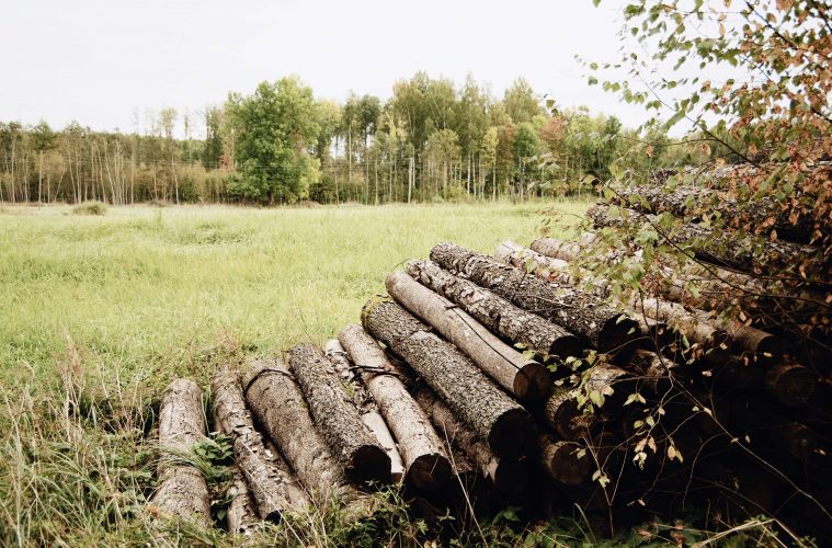 She is forestry SA celebrates women in forestry