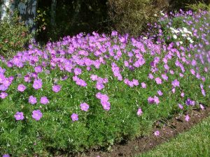 Geranium incanum