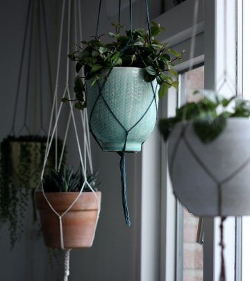 Hanging houseplants 1