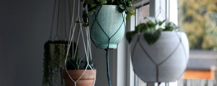 Hanging houseplants 1