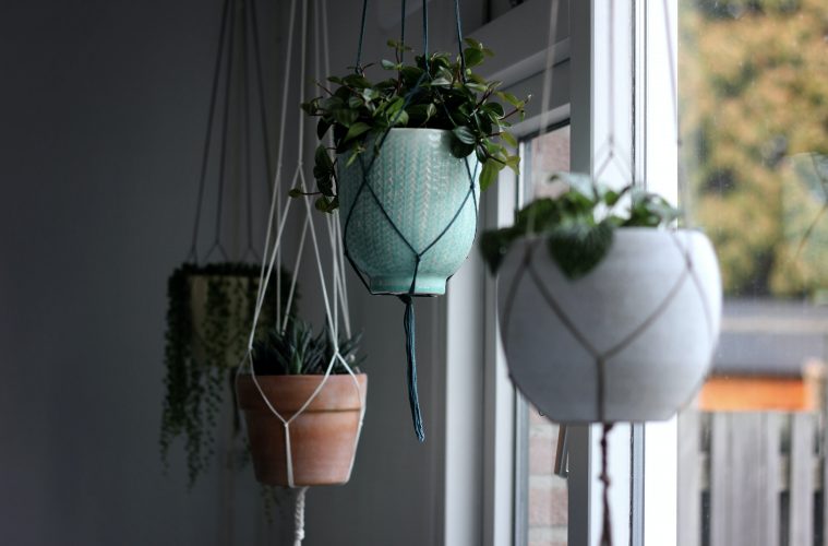 Hanging houseplants 1