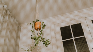 Hanging houseplants 2