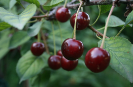 Health Benefits of Cherries