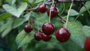 Health Benefits of Cherries