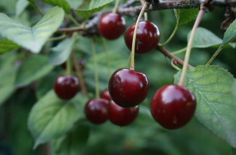 Health Benefits of Cherries